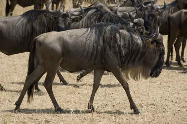 Antílope Ñu - reserva nacional de Masai Mara - Kenia 3.jpg